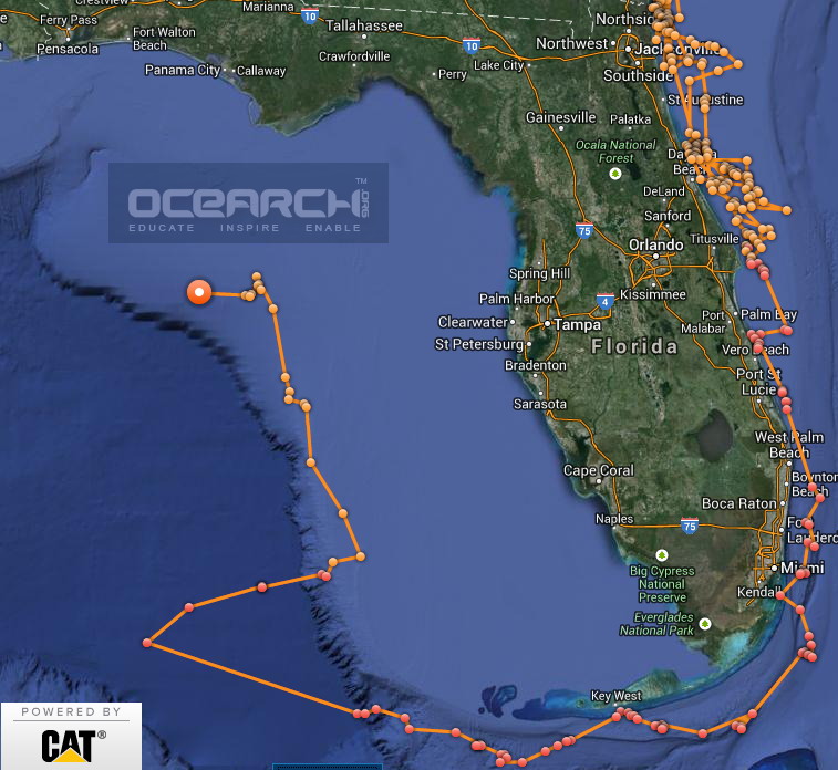Great white Katharine's shark tracks in the Gulf of Mexico
