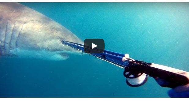great white shark video
