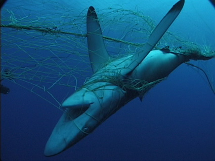 blue shark caught in net