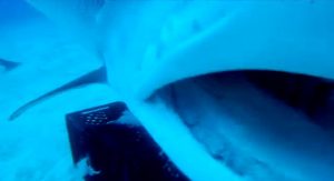 inside_tiger_shark_mouth