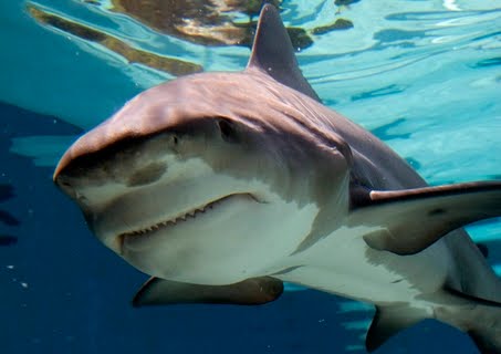 Bull Sharks in the Marina