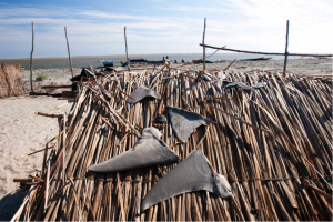 shark-fins-drying-on-reed-hut-600x400.