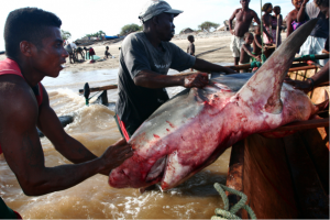 shark-pulled-out-of-pirogue-600x400.