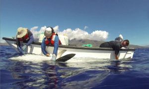 tiger_shark_tagging_mark_royer