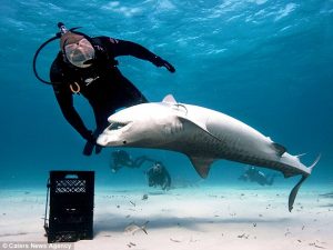 Tiger_shark_shark_alley_3