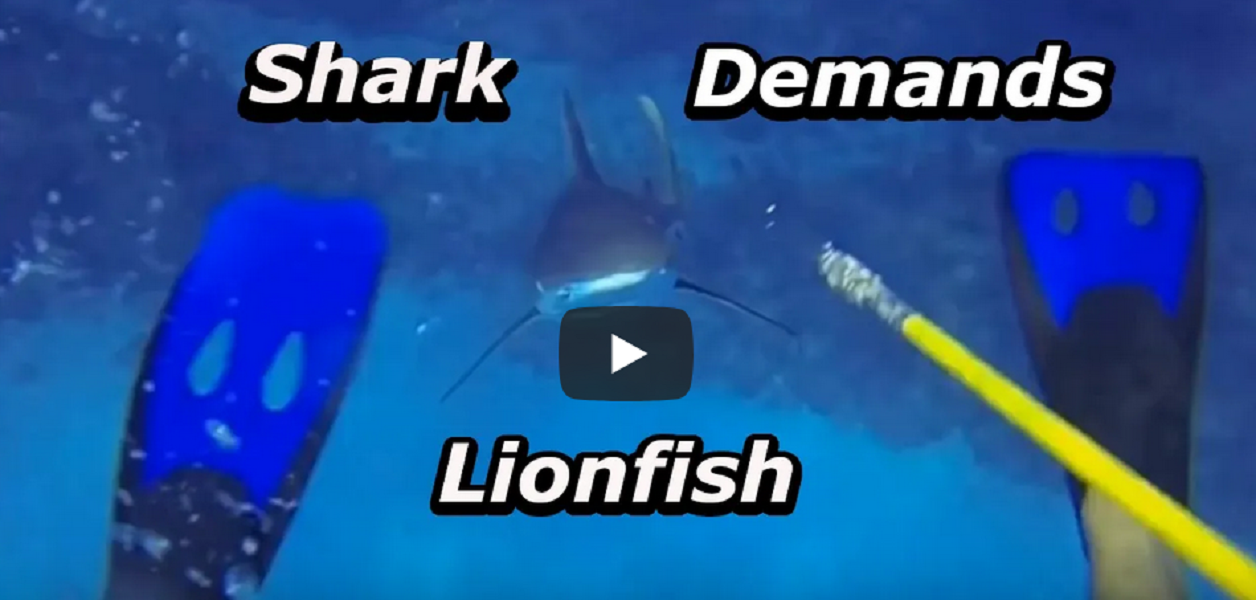 reef shark chases diver