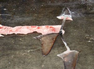 shark_fin_costa_rica