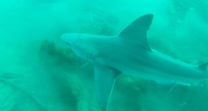 Ben_raines_sandbar_shark_6