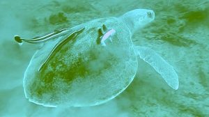 Endangered Kemps Ridley Turtle live in the forrest