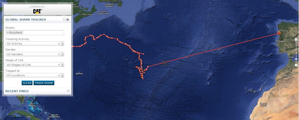 Mako shark Rizzilient killed dead Rizzilient