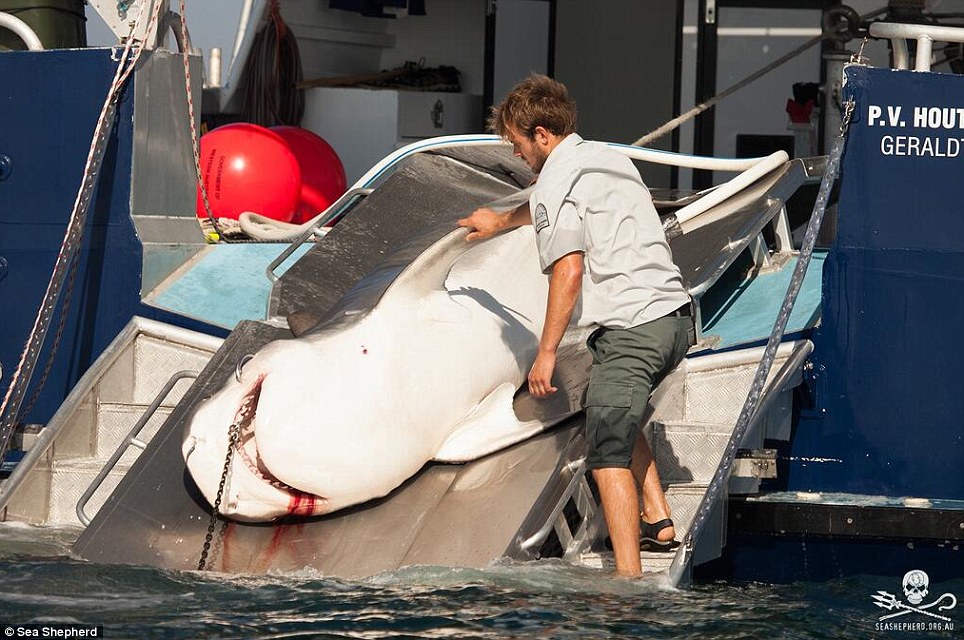 The WA shark cull may be coming to a close