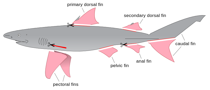 Shark_finning_diagram