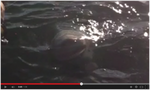 Shark found in Lake Ontario??