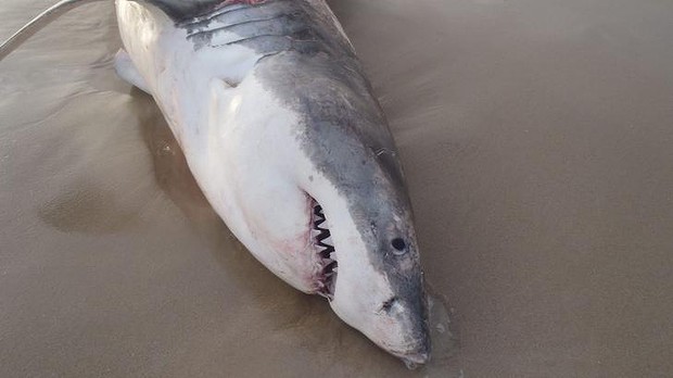 White_shark_chokes_2