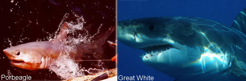 Porbeagle and great white shark comparison Courtesy of NOAA and Sharkdiver68