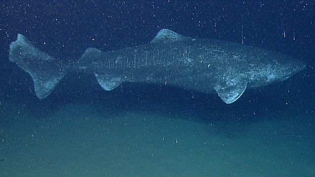 Photo: NOAA Okeanos Explorer Program