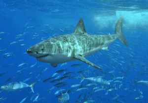 Great_White_shark