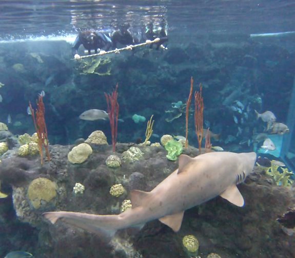flaquarium.org