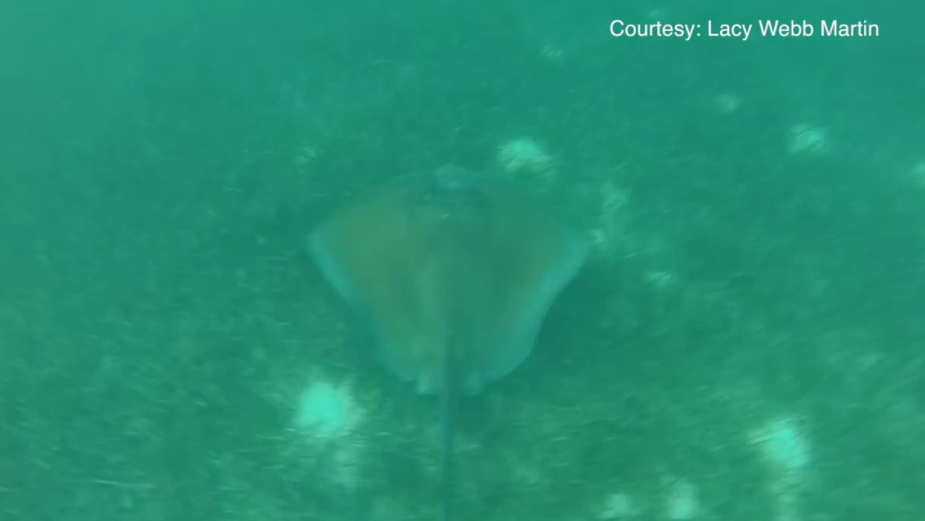Screen cap from GoPro footage right before the bite occurred