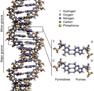 Structure of DNA Photo: RichardWheeler.net Wiki Commons