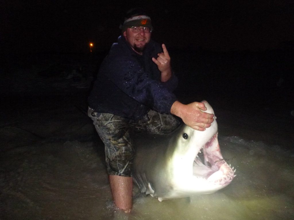 great white shark caught near Panama City Beach, FLorida. 