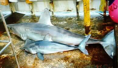 "Porbeagle two sizes" by NOAA