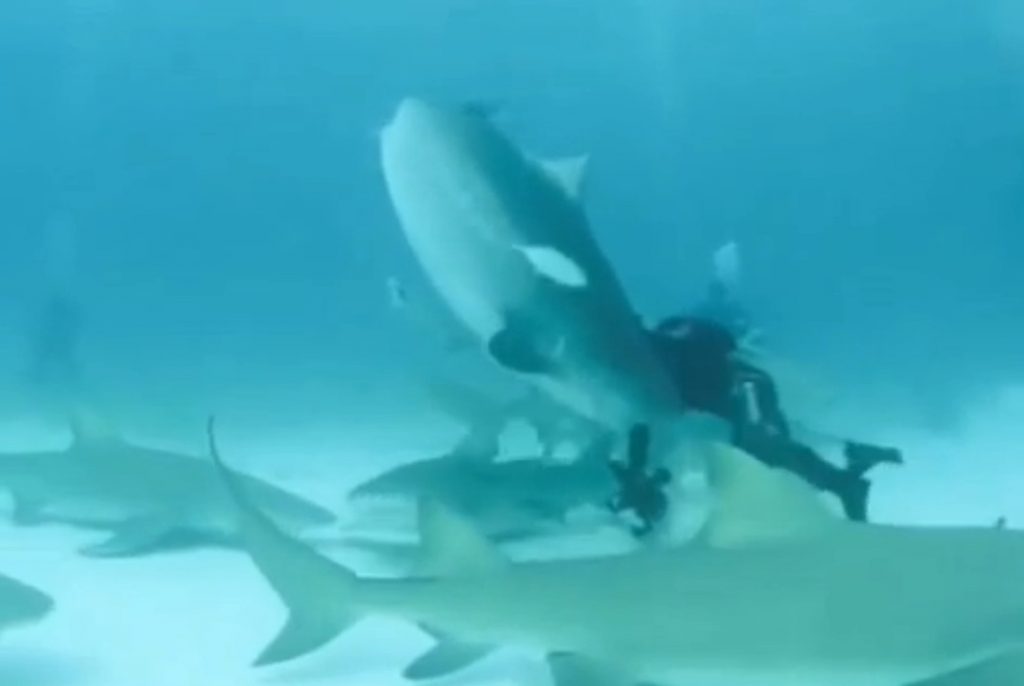 tiger_shark_bites_divers_arm