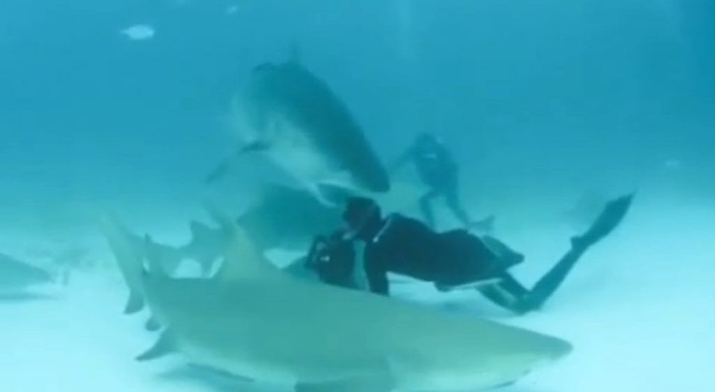 tiger_shark_bites_divers_head