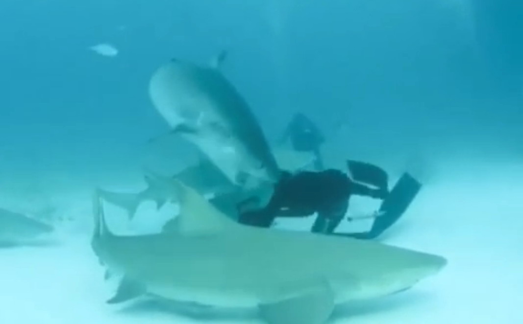 tiger_shark_bites_divers_head_2
