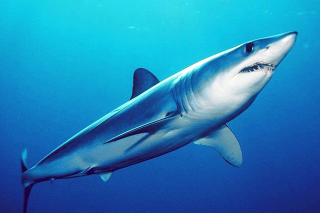 Short finned mako Photo:Mark Conlin, SWFSC Large Pelagics Program