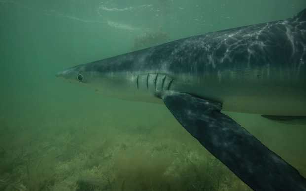 Mark Rackley's photo right before the shark bit.