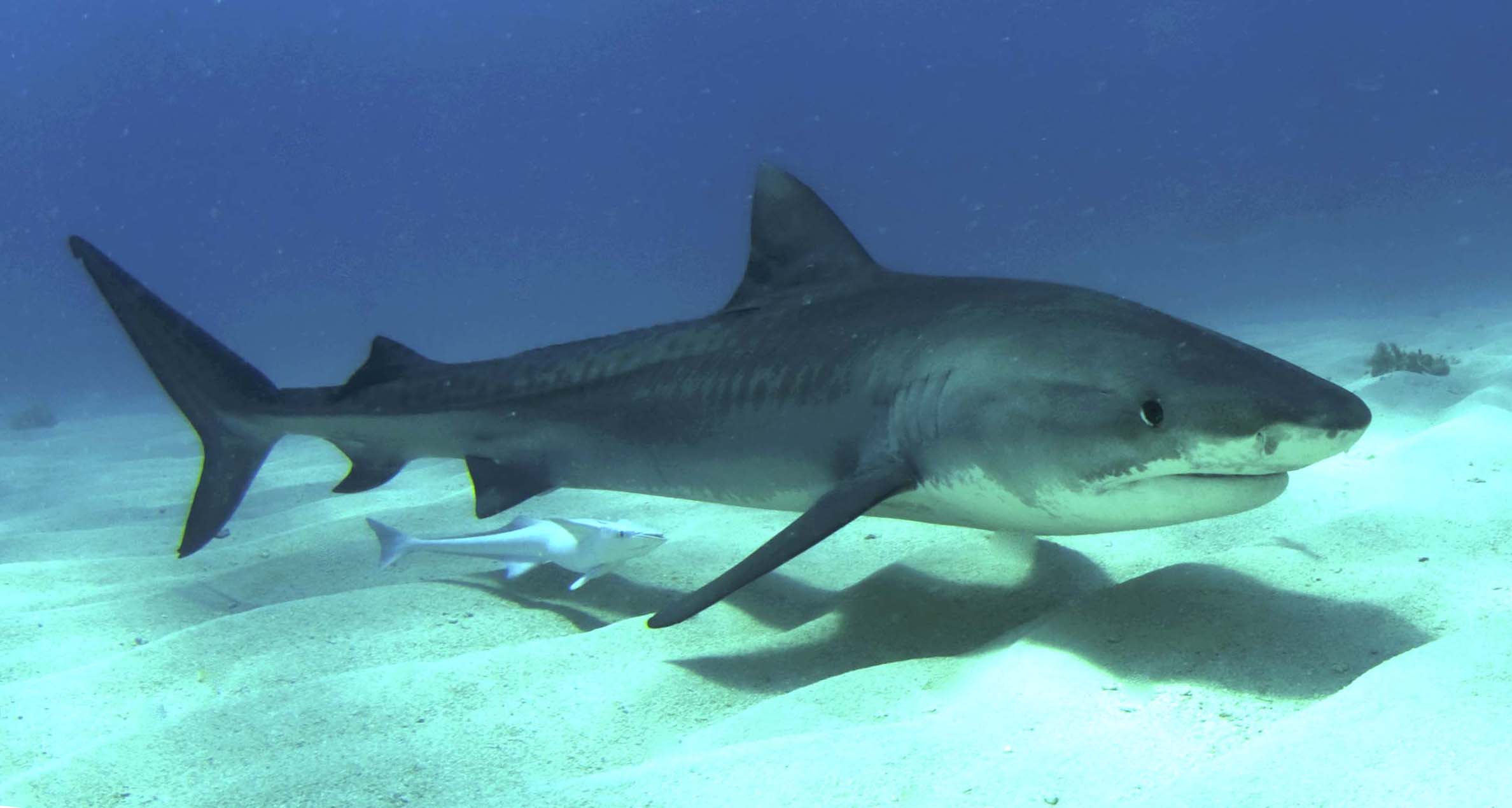 Tiger Shark in the Bahamas ©Albert Kok
