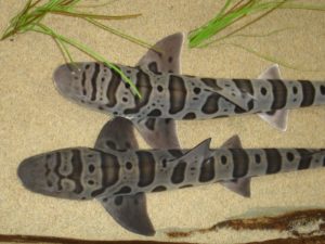 "Triakis semifasciata back" by nugunslinger from Lafayette, USofA - Leopard Sharks....NOT Tiger. Licensed under CC BY 2.0 via Wikimedia Commons - /wiki/File:Triakis_semifasciata_back.jpg#/media/File:Triakis_semifasciata_back.jpg
