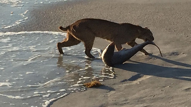 bobcat eating shark