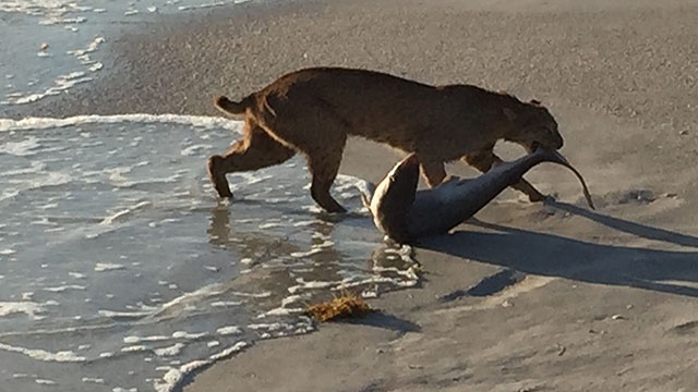 Photo: John Bailey via WESH.com