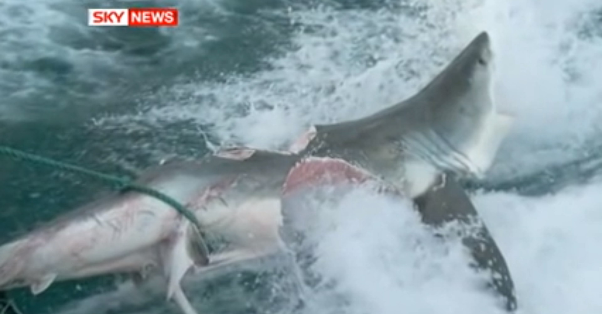 fish feed and grow killing the great white shark fish feed and grow killing the great white shark