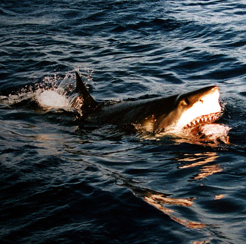 "Surfacing great white shark" by Brocken Inaglory. Licensed under CC BY-SA 3.0 via Wikimedia Commons -