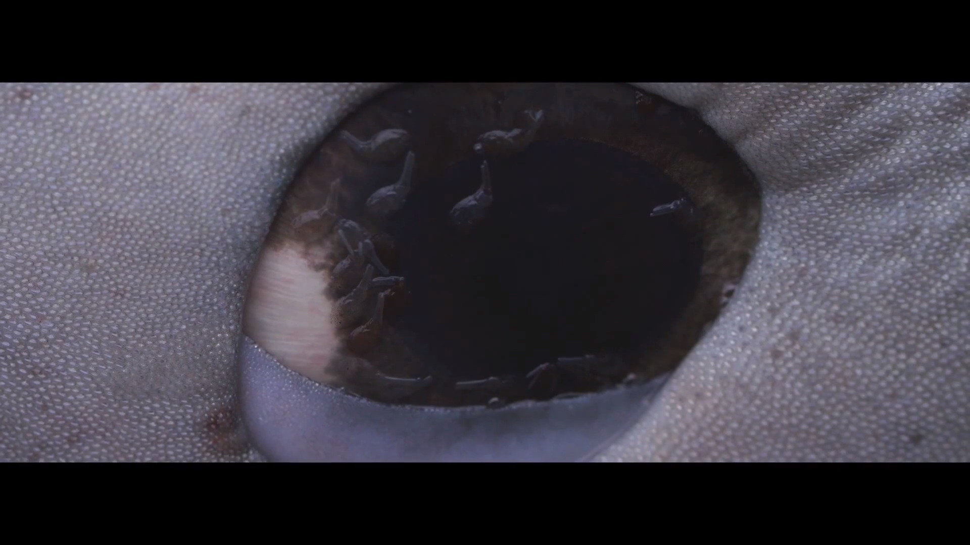bugs-in-sharks-eyes