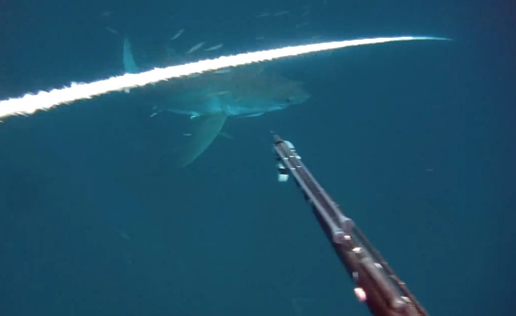 gulf-of-mexico-great-white-shark-2