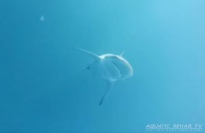 shark_swimming_overhead