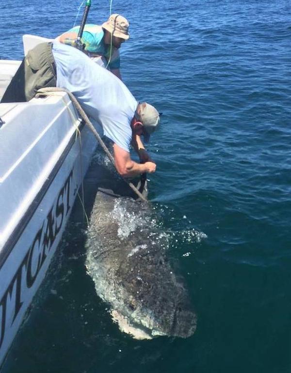Collecting data OCEARCH
