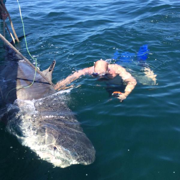 OCEARCH