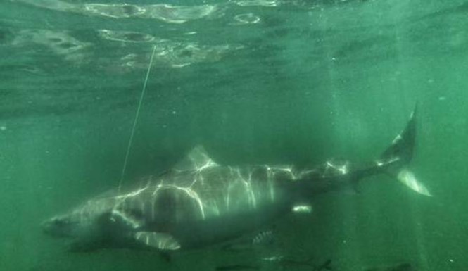 1,200 lbs 12ft Tiger Shark ChessieOCEARCH