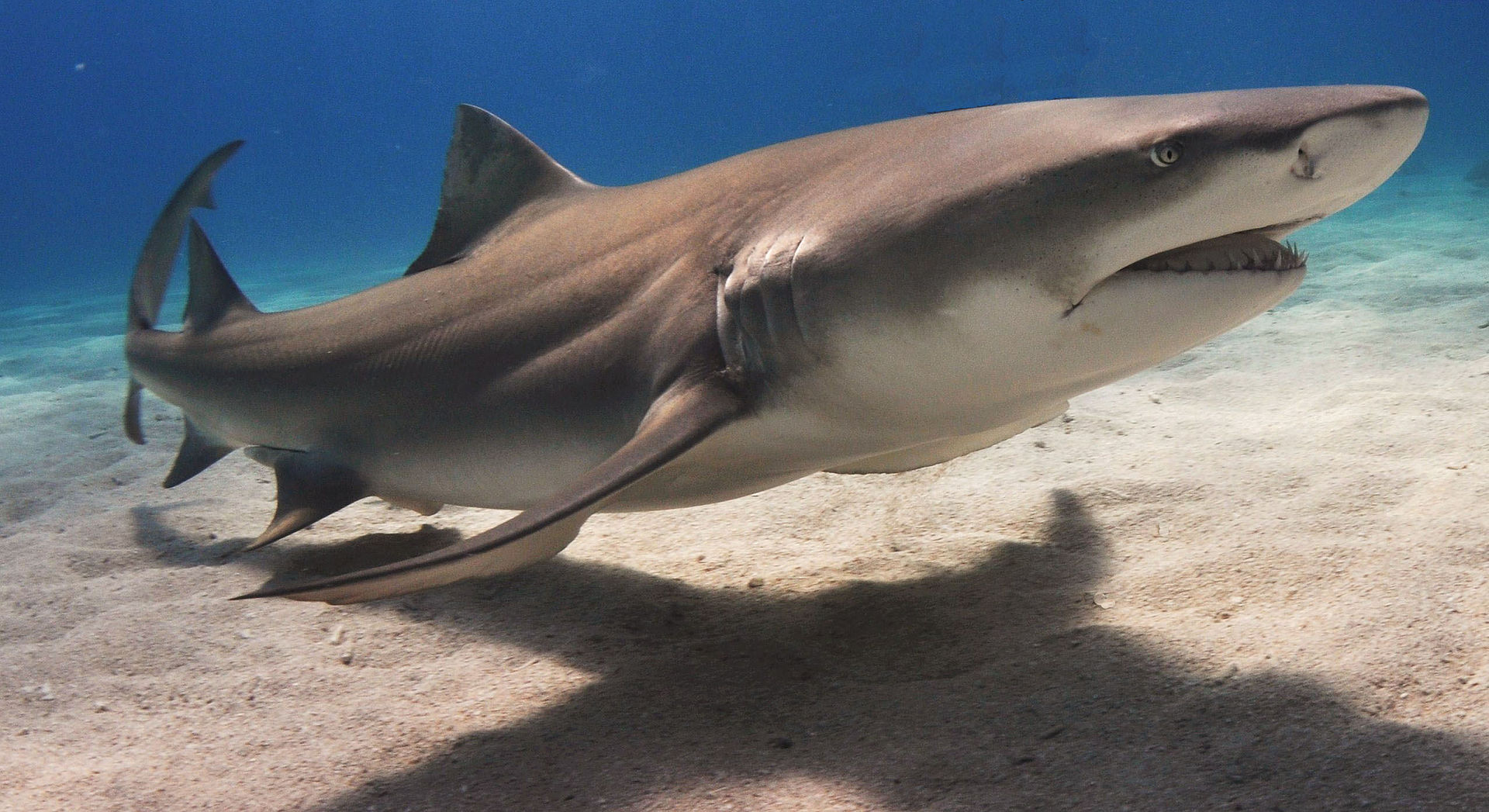 "Lemonshark" by Albert Kok