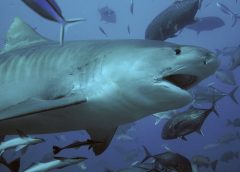 All 2024 Fatal Shark Attacks: A Global Overview of Tragic Encounters
