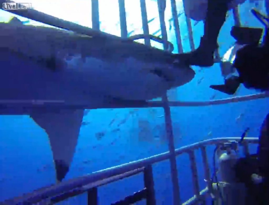 A diver pushes the shark out of the cage. 