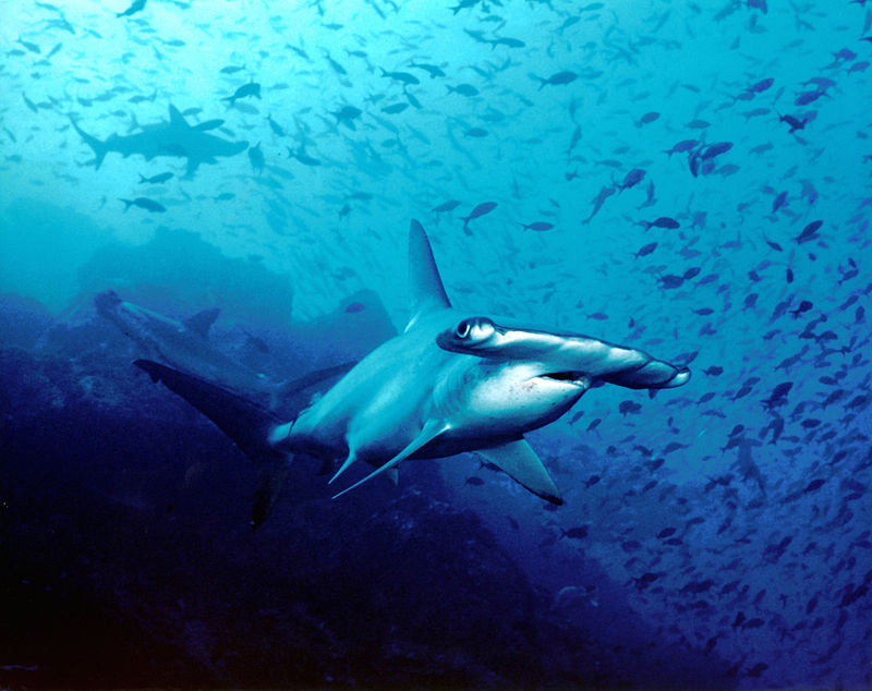 "Hammerhead shark, Cocos Island, Costa Rica" by Barry Peters - Flickr. Licensed under CC BY 2.0 via Wikimedia Commons