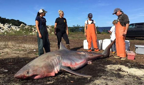 Atlantic White Shark Conservancy