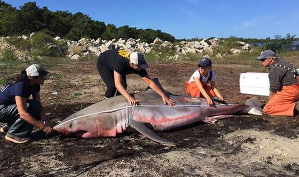 Atlantic-white-shark-conservancy-2