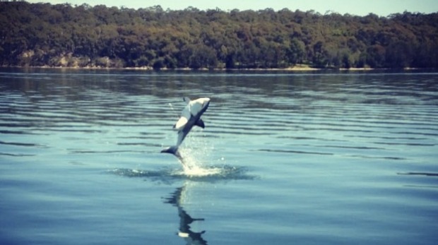 Great white shark in Lake Macquarie